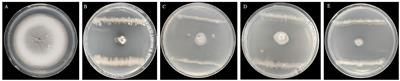 Biological control of Magnaporthe oryzae using natively isolated Bacillus subtilis G5 from Oryza officinalis roots